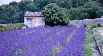el encanto de provenza