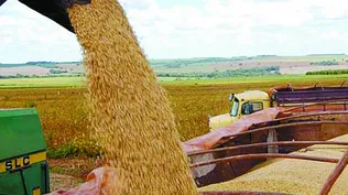 Brasil se encamina a la mayor producción de soja del mundo