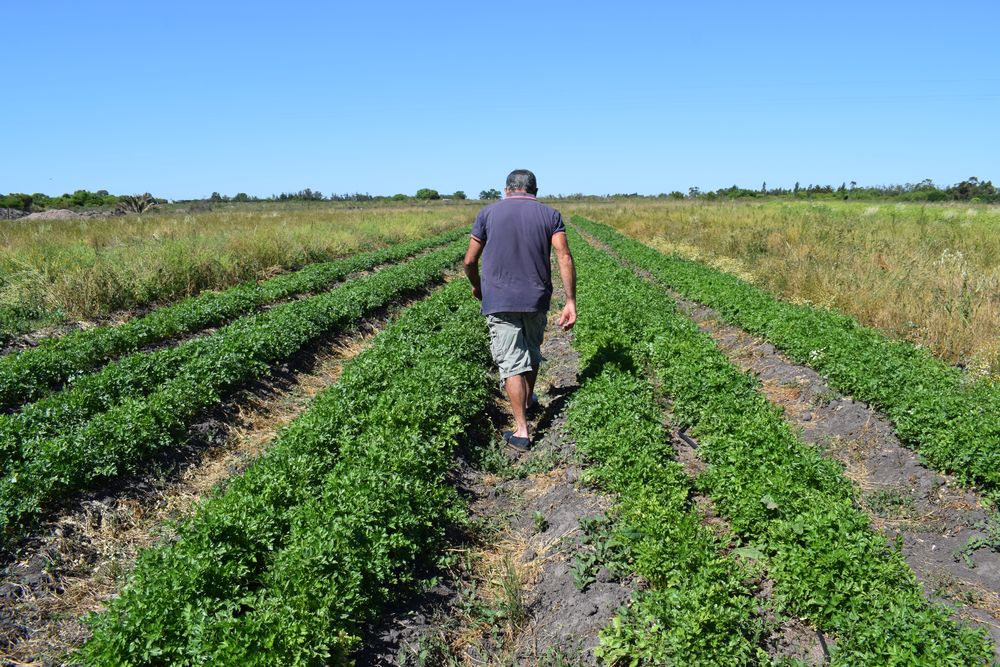 Producción granjera en Uruguay, caracterizada por la presencia de una elevada cantidad de empresas familiares.