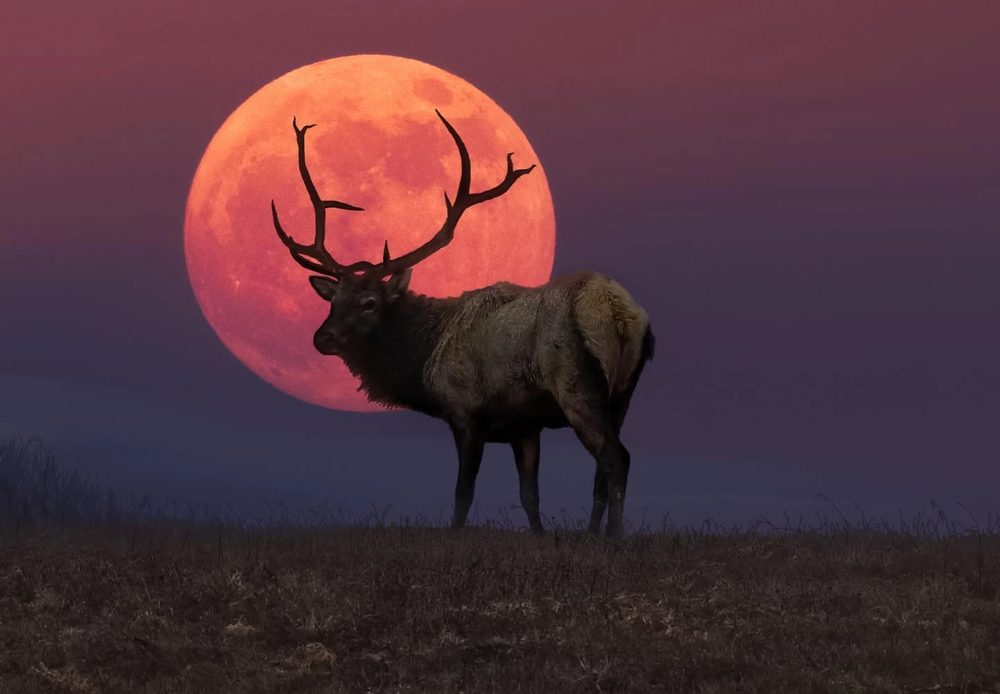 Luna del Ciervo