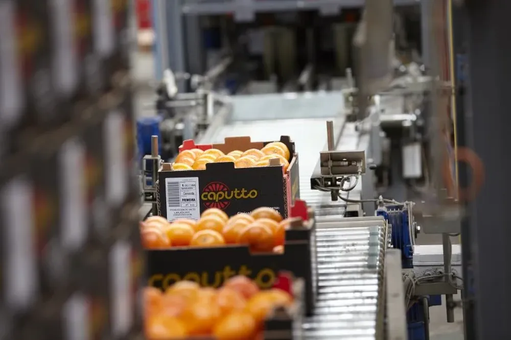 Fuerte crecimiento en la producción nacional de frutas cítricas.