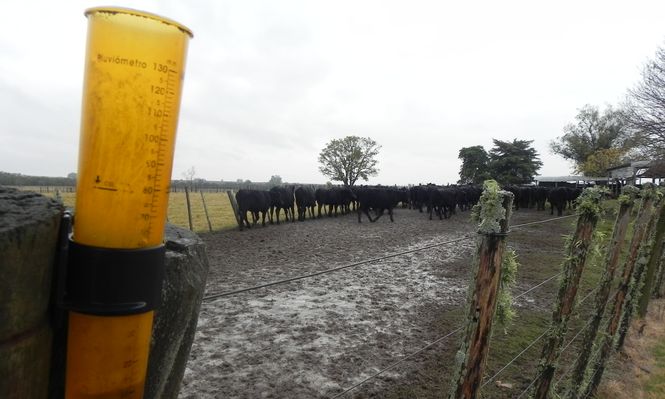 Agroindustria cárnica: lluvias intensas en los campos afectan a toda la cadena productiva.