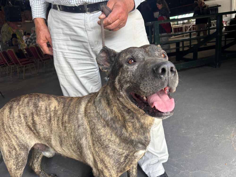 Ganado seguro: el Cimarrón Uruguayo, perro ideal para manejar vacunos y protegerlos, en la foto Pampero de Bañado de Medina, el mejor en la Expo Rural del Prado 2024 y 2025.