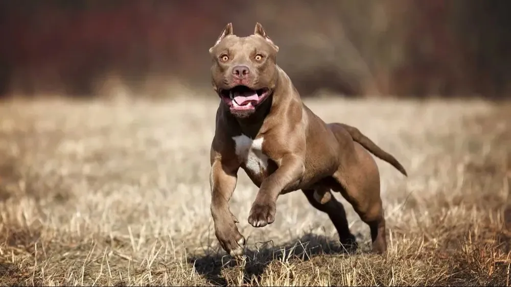 Otro mortal ataque de perros pitbull