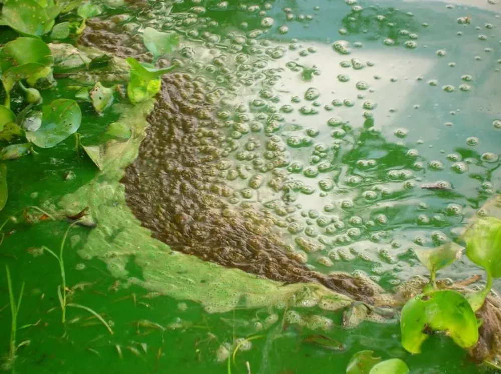 Floraciones de cianobacterias en lago Martínez