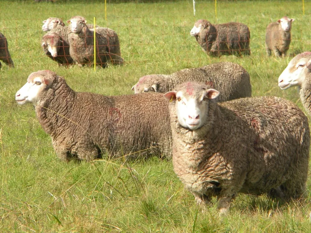 La raza Ideal se destaca por su producción de carne y lanas finas
