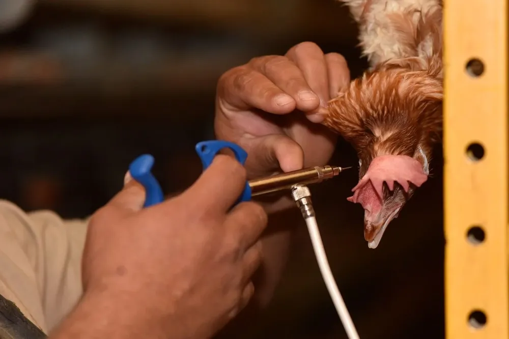 Vacunación contra la gripe aviar, en Uruguay.