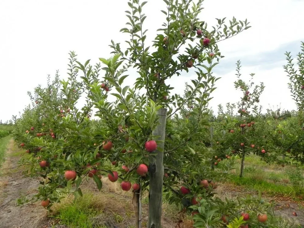 Entre otras deudas se podrán amortizar las deudas derivadas de los seguros granjeros