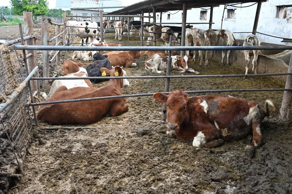 La ganadería no escapó a los daños por la guerra.