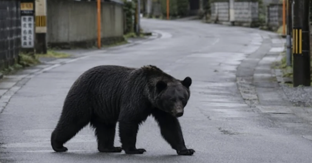 La aparición de un oso en Utsonomiya hizo que cierren 94 escuelas durante dos días. 