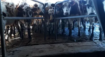 El Observador | WhatsApp-Image-2019-08-07-at-06.42.16.webp