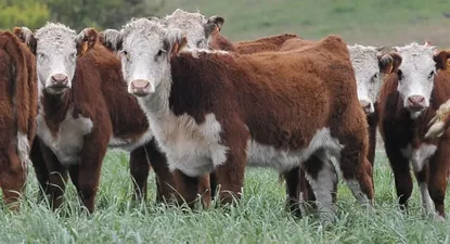 rendicion habilita al mgap a sacrificar animales que esten en la via publica
