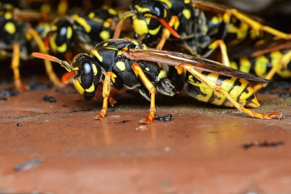 Foto de archivo. Avispas