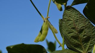 Soja: se aprontan los cultivos para una nueva cosecha en Uruguay.