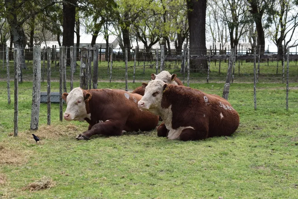 Se han encontrado focos en varios establecimientos, y en el marco de la zafra de toros 2022.