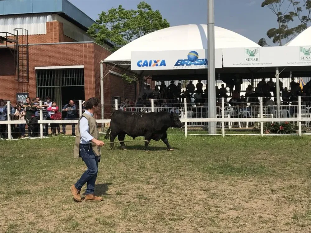 Francisco Mattos en plena faena en la pista de los Angus rústicos.