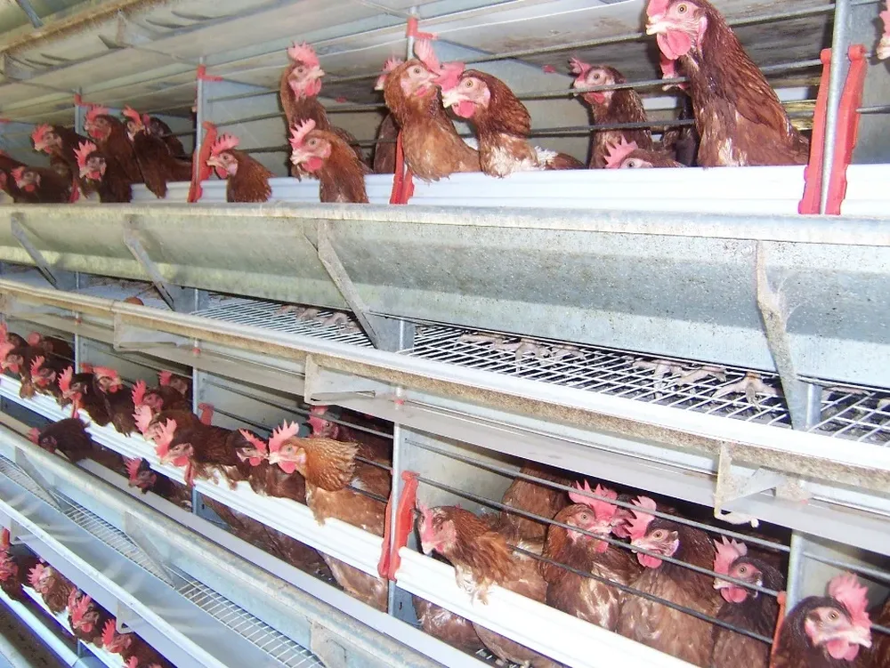 Las gallinas ponedoras fueron las más afectadas por la ola de calor, en algunos predios murió hasta el 50% de los animales.