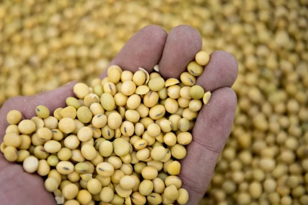 La exportación de soja a China vuelve al tapete con los requisitos fitosanitarios