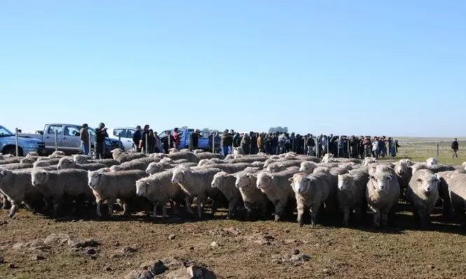 Majadas en potreros de basalto y en campos mejorados