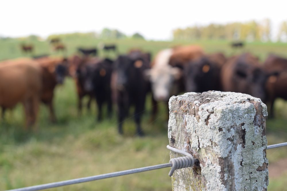 Ganadería sostenible: producción en campos de Uruguay.