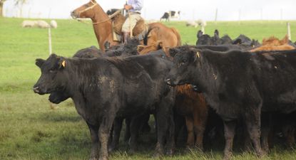 Bovinos en casi 12 millones y creciendo y la majada todavía más por debajo de los cinco millones.