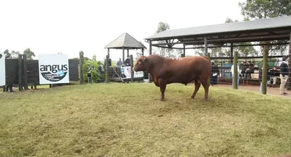 mas angus, datos y seleccion en flores