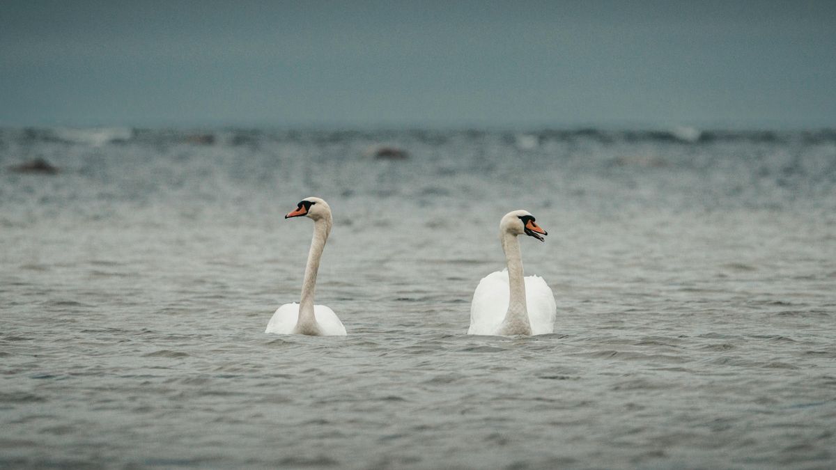 Detectaron gripe aviar en la Laguna Garzón y el MGAP trasladó un pedido urgente