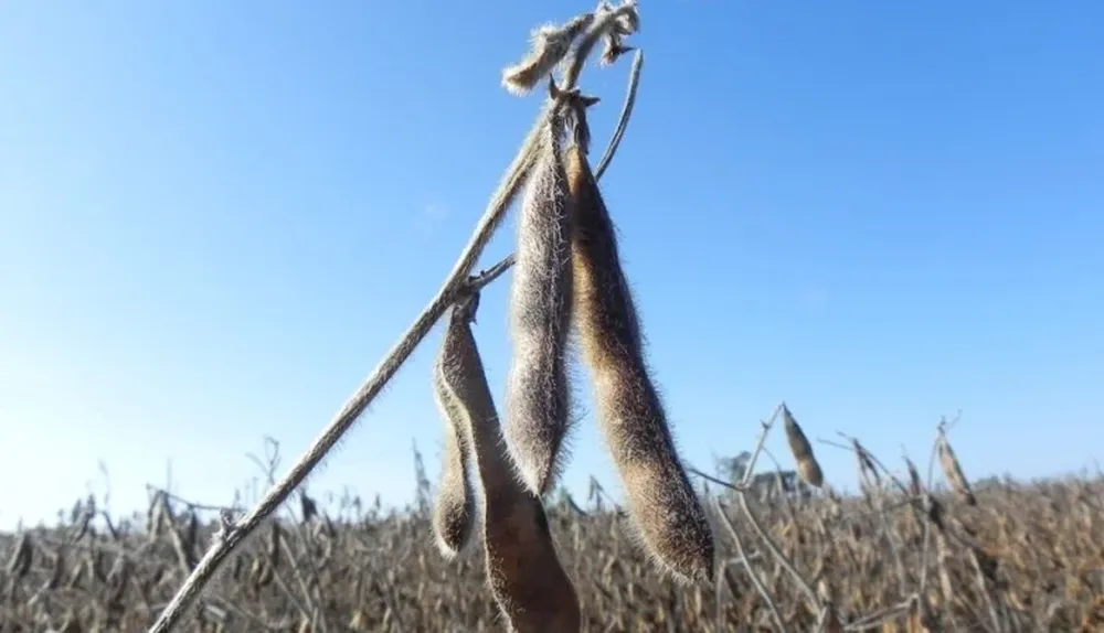 Los rendimientos son menores a los necesarios