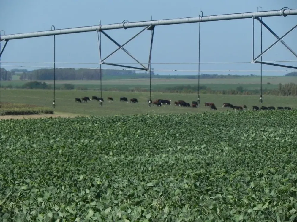 Procuran implementar un predio lechero demostrativo de sistemas de riego