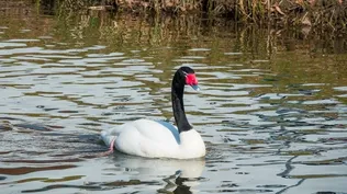 Imagen similar al cisne de cuello negro hallado muerto.