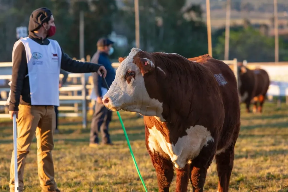 La Expo Nacional Hereford se realizó en el local Campanero.