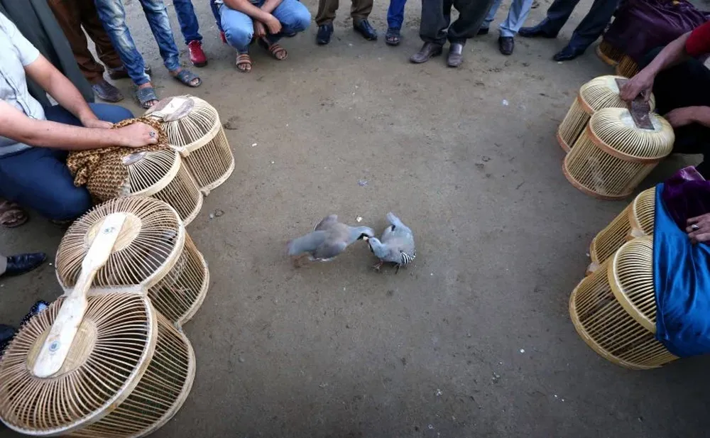 Hombres kurdos miran una pelea de pájaros en Iraq.