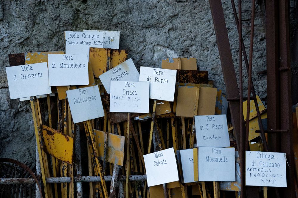 Una imagen muestra carteles con nombres de frutas de árboles de la colección de huertos de la fundación Archeologia Arborea en San Lorenzo di Lerchi, una aldea de Città di Castello en Umbría.