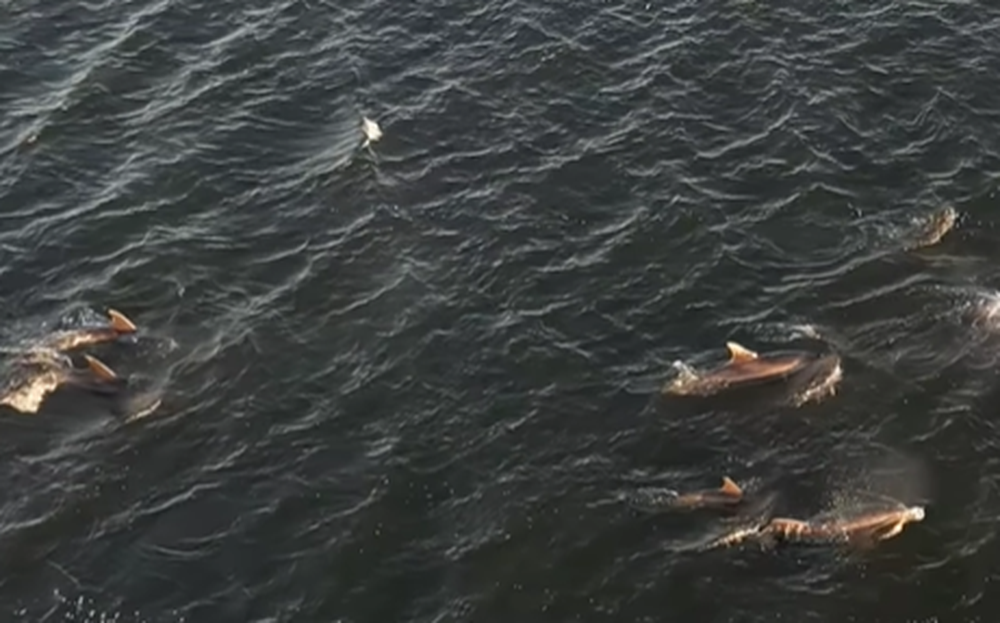 Delfines oceánicos que viven mar adentro visitaron las costas de Punta del Este