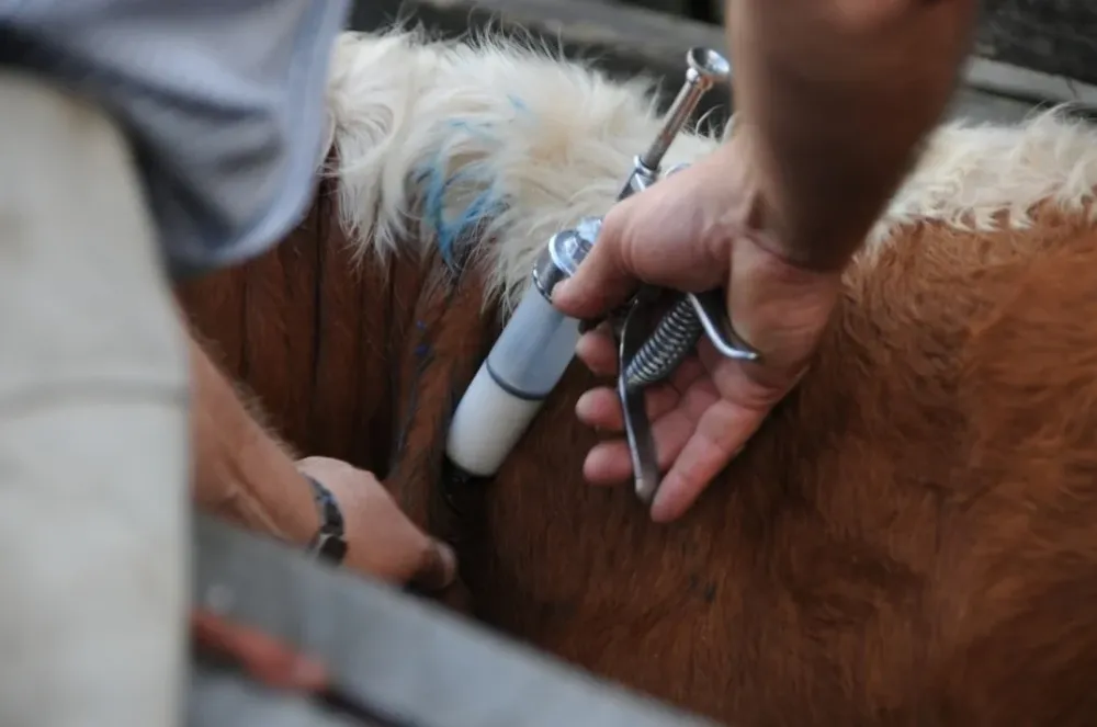 Vacunación en Uruguay contra la fiebre aftosa.