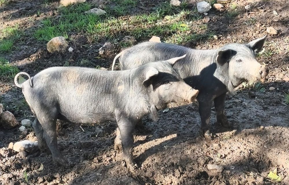 EuropaPress_7150429_cerdos