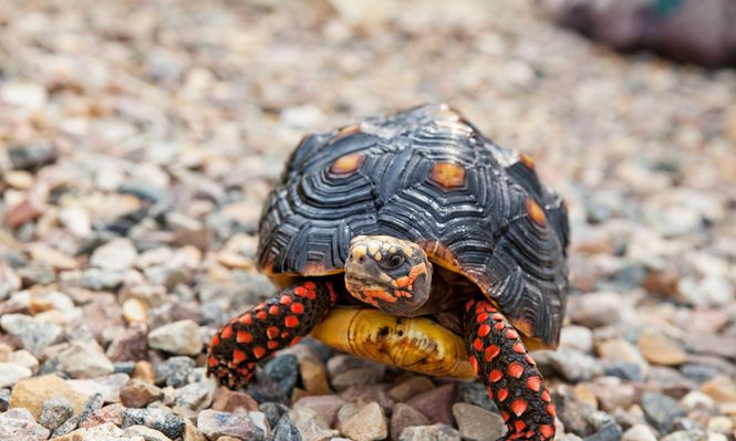 Las tortugas de patas rojas buscan alimento por sí solas, pero los experimentos también han demostrado que aprenden de sus congéneres