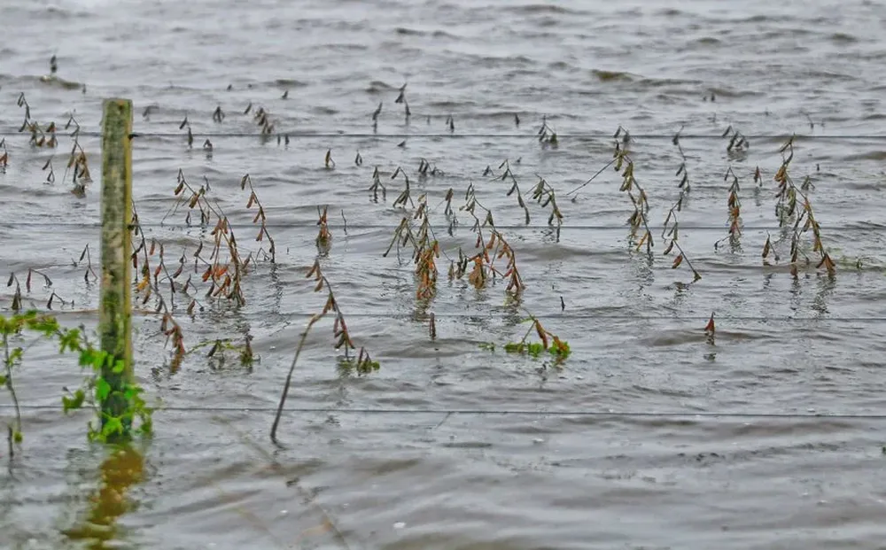 Las lluvias afectan también a la soja que está pronta para cosechar, pero imposibilitan cumplir esa tarea