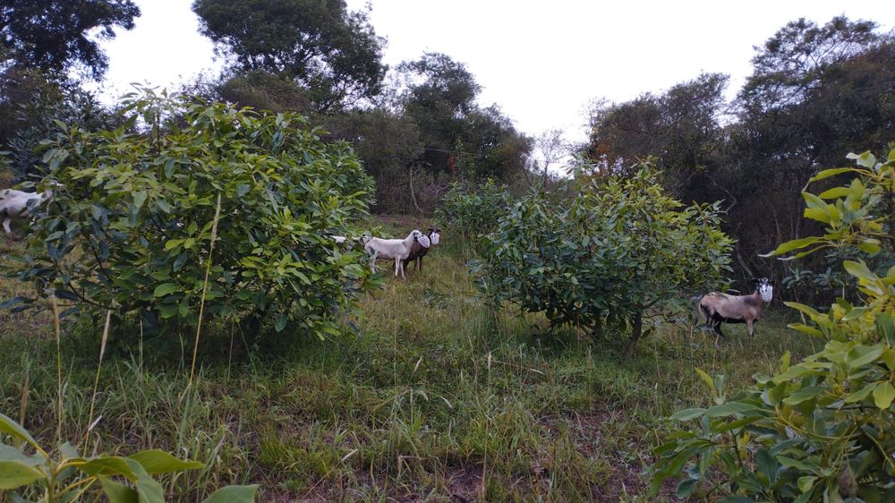Cultivo de aguacate en la localidad de Perucho en Ecuador.