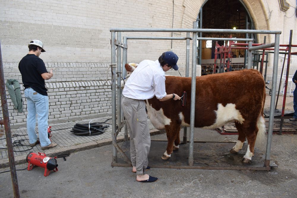 Expo Rural del Prado: más de 2.000 animales en juras, remates y pruebas.