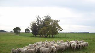 Lluvias: si se producen en forma excesiva, los productores de ovinos deben tener en cuenta las recomendaciones del SUL.