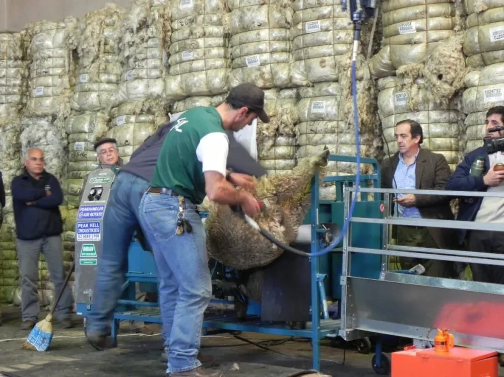 Es clave trabajar con equipos y tecnologías apropiadas en rubro ovino