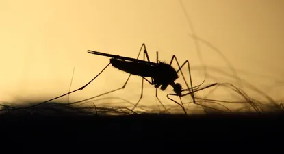 especialistas advierten sobre riesgos de la encefalitis equina en humanos pero buscan no generar alarma
