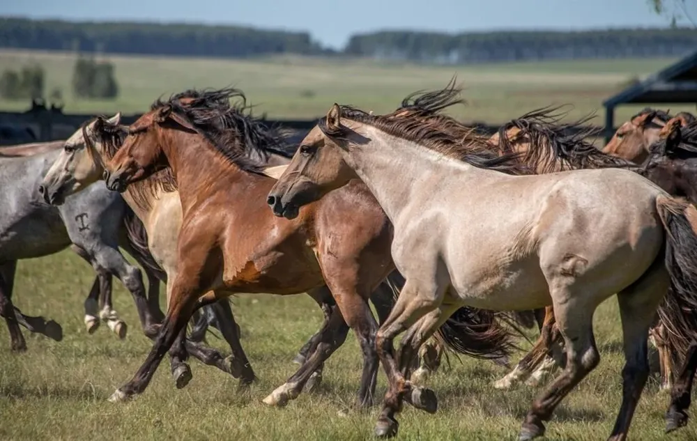 La liquidación se hará de forma virtual desde el escritorio Zambrano & Cía.