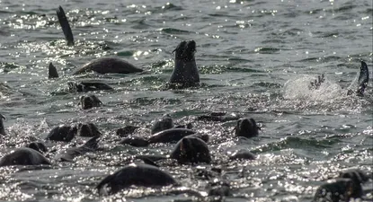 Archivo. Lobos marinos en la Isla de Lobos