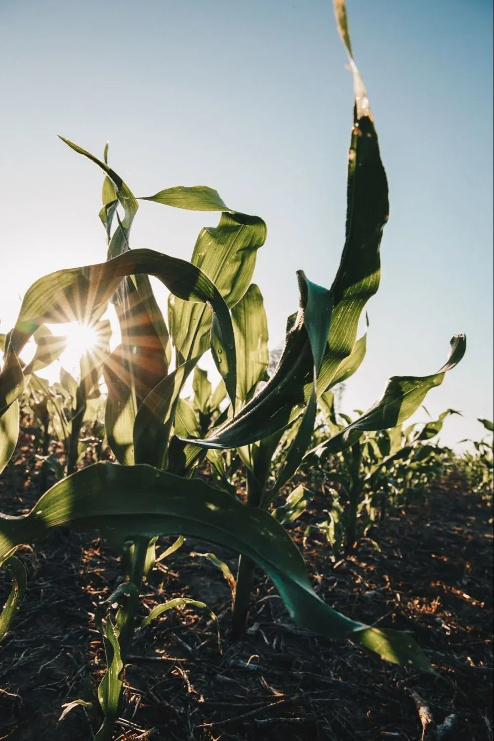 Todos los maíces híbridos cuentan con la tecnología Agrisure Viptera 3