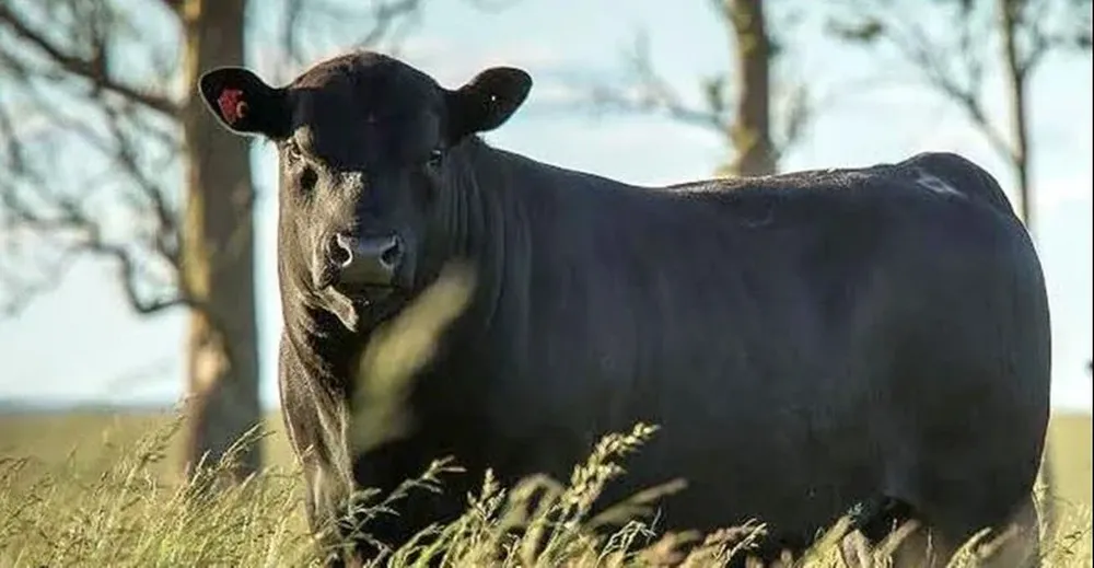 El remate se hará este lunes 4 de octubre a las 19.30 horas.