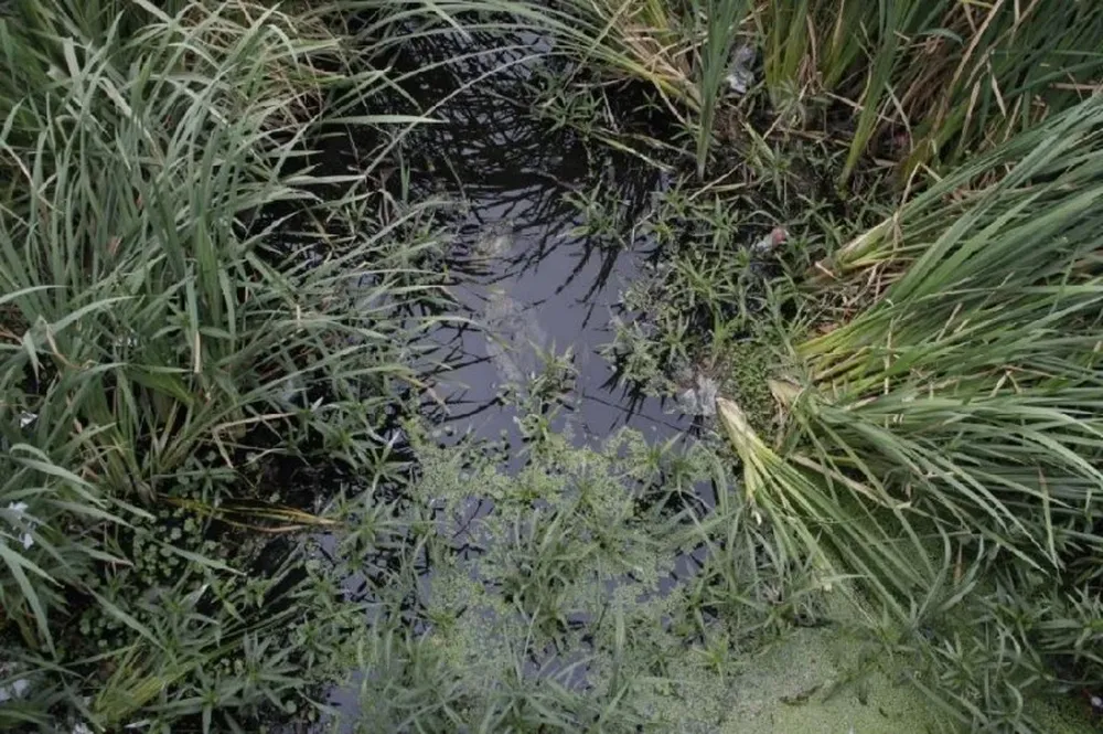 Un valor hediondo se levanta en la noche desde el lago