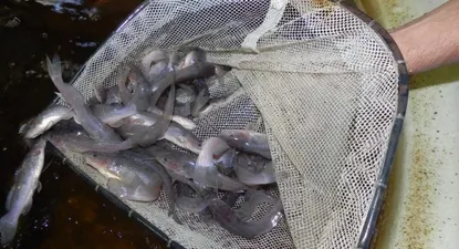 El Observador | 0000052335.webp