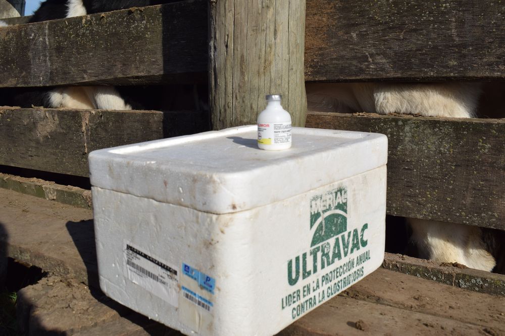 Fiebre aftosa: una campaña sanitaria cuyo éxito depende de esfuerzos del sector público y de los privados.